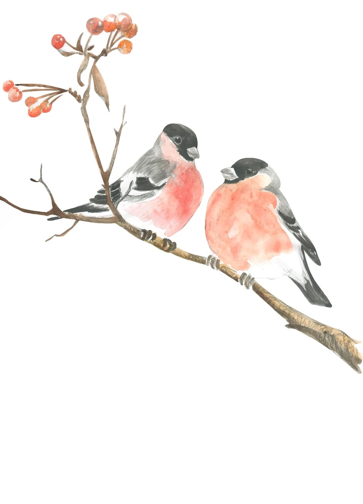 Vector watercolor drawing of two bullfinches on a branch