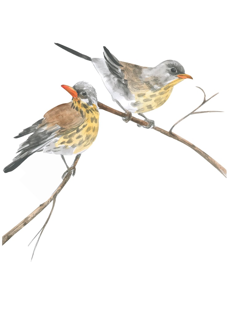 Vector watercolor drawing of two jays on a branch