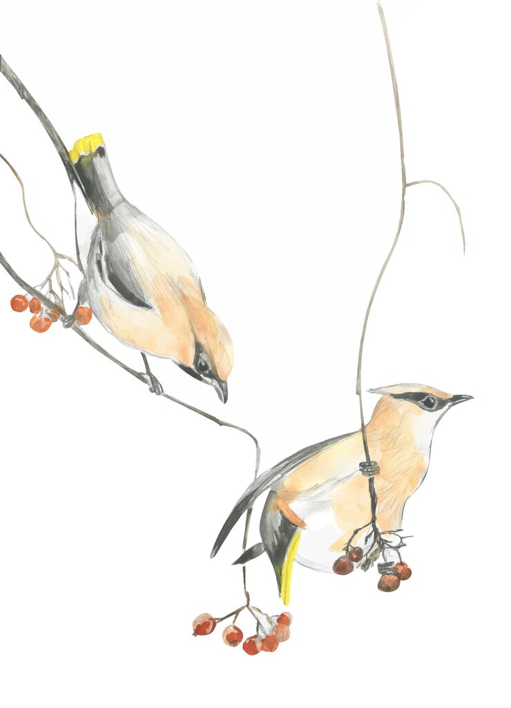 Vector watercolor drawing of two waxwings on a branch