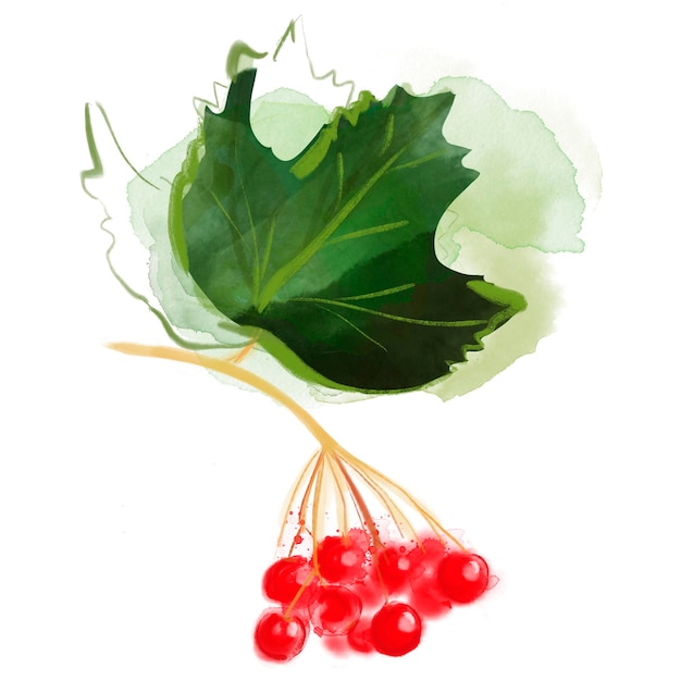watercolor drawing of viburnum isolated on white background