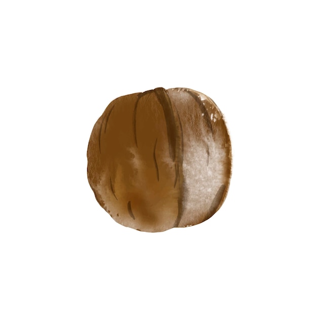 Watercolor drawing of walnut in shell isolated on white background