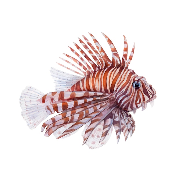 Watercolor drawing of white and brown lionfish on white background realistically painted underwater