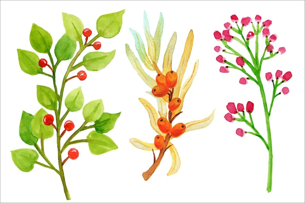 Акварельные рисунки растений. Ветки с листьями и ягодами. Ручная роспись акварелью цветочная осень.