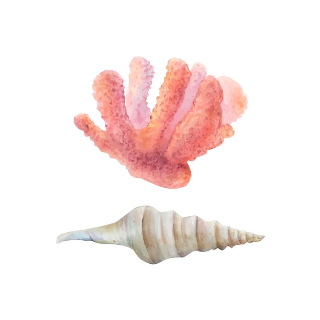 Watercolor drawn set of sea coral and cone shell on white background pink coral contrasts with pale