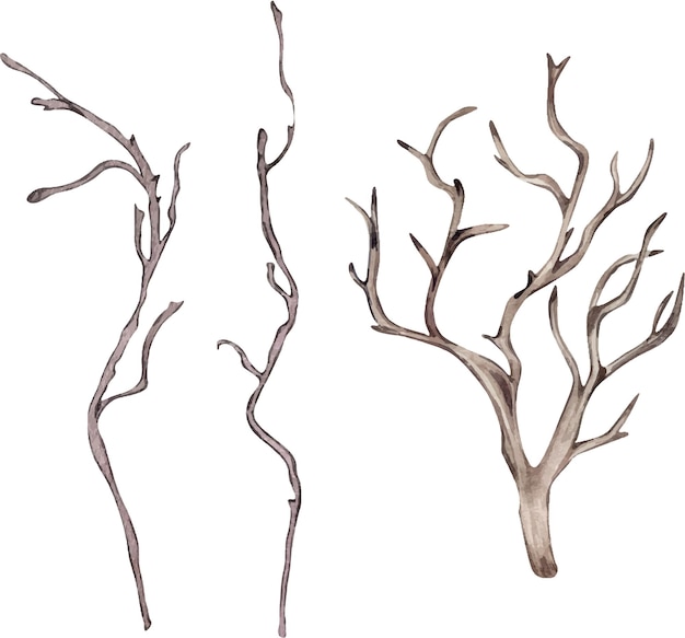 Watercolor dry branches set isolated on white background Gothic botanical Illustration bare tree