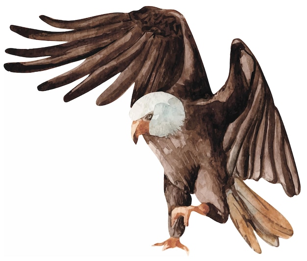 watercolor eagle illustration for kids isolated on white
