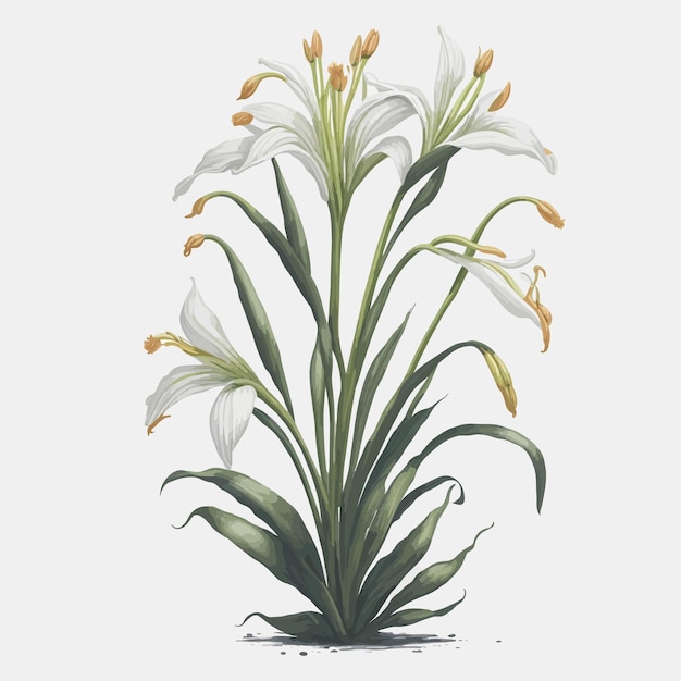 Vector watercolor easter lily a simple vector