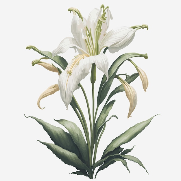 Vector watercolor easter lily a simple vector