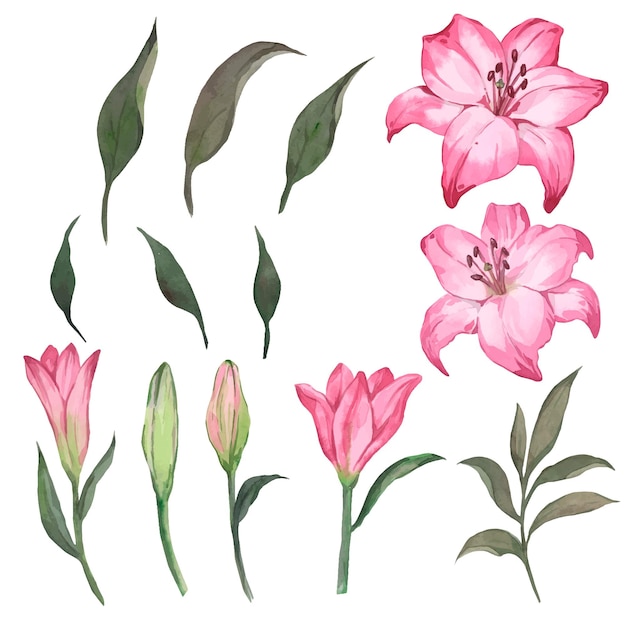 Vector watercolor elements collection with pink lilies and leaves