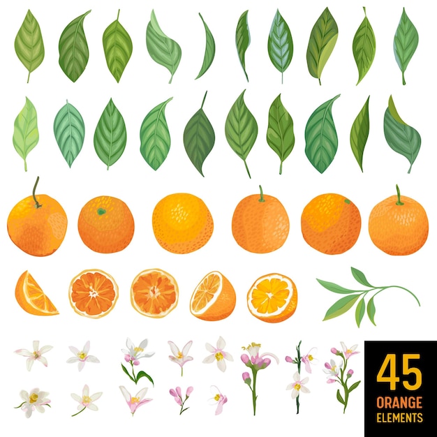 Vector watercolor elements of oranges, leaves and flowers for posters, citrus summer banners, design templates, spring wallpapers. vector illustration