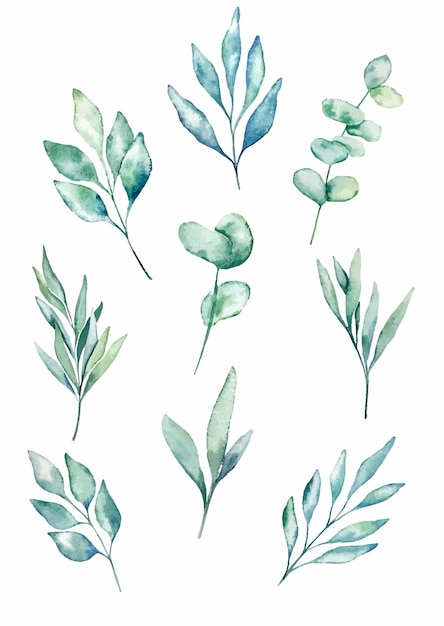 Set di illustrazioni botaniche isolate di foglie di eucalipto ad acquerello