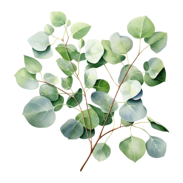 Vector watercolor eucalyptus branch floristic design elements ai generative