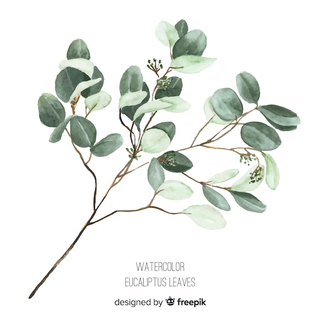 Watercolor eucalyptus branch