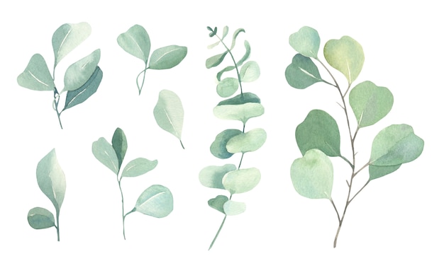 Watercolor eucalyptus collection.