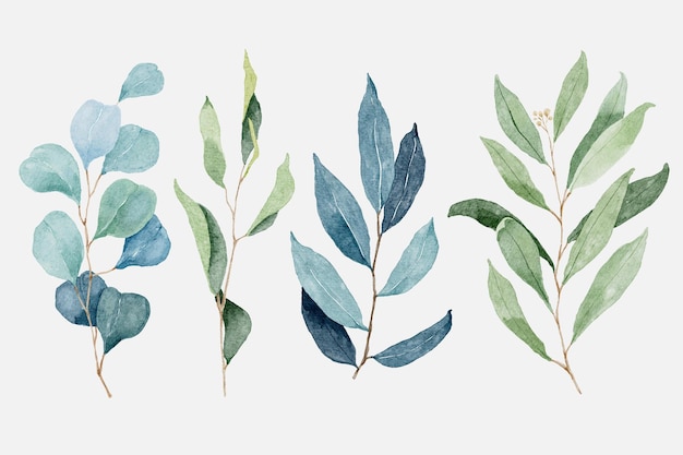 Vector watercolor eucalyptus and foliage branch