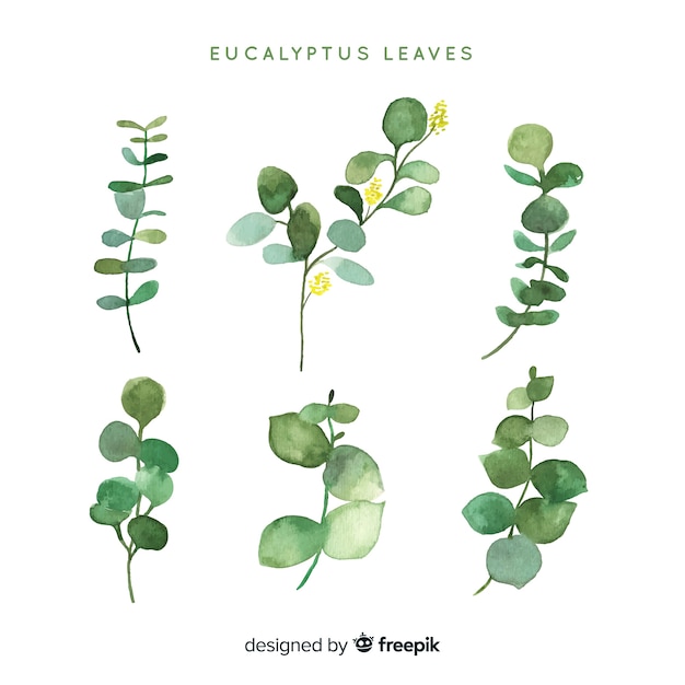 Watercolor eucalyptus leaves pack