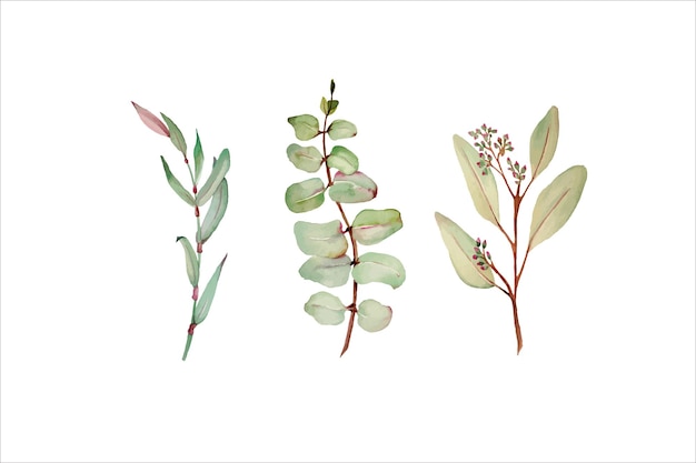 Vector watercolor eucalyptus leaves and set of elements