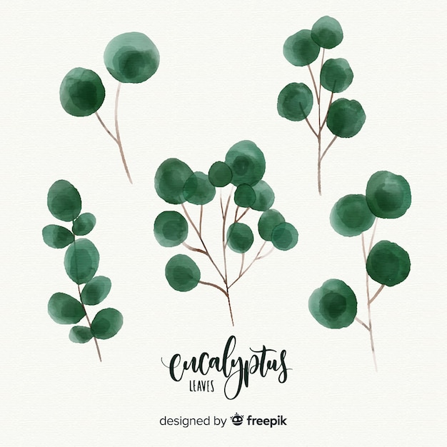 Watercolor eucalyptus leaves set