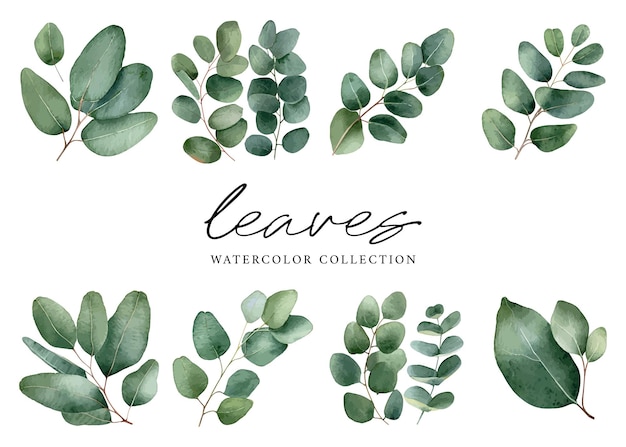 Vector watercolor eucalyptus leaves on white background