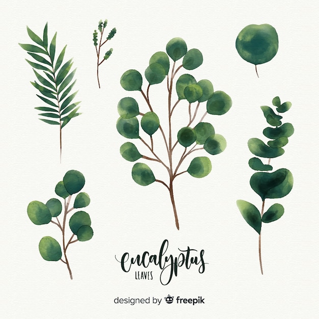 Watercolor eucalyptus leaves