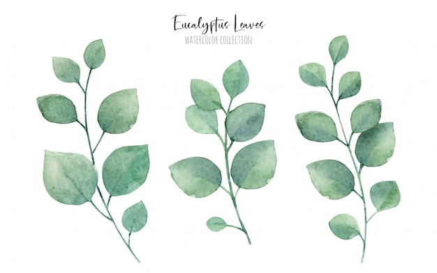 Vector watercolor eucalytus leaves collection, greenery floral elements