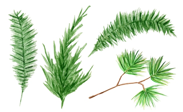 Watercolor evergreen coniferous tree branches set. Isolated illustration