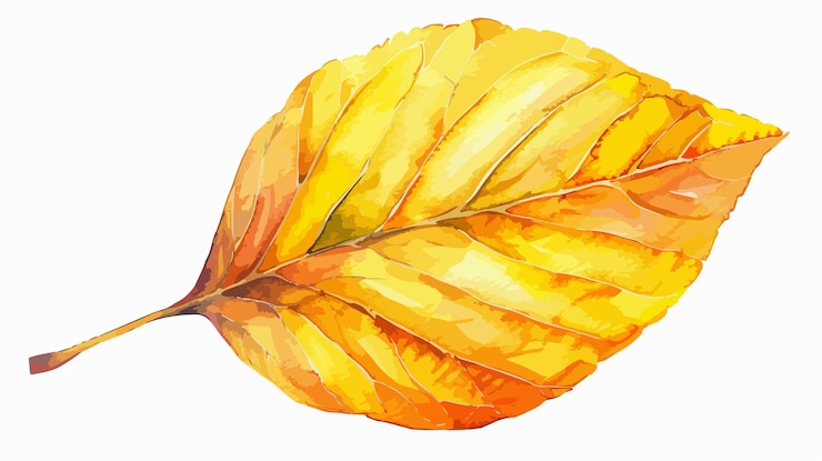 Vector watercolor fall leaf hand drawn illustration