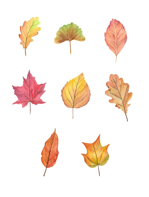 Vector watercolor fall leaves