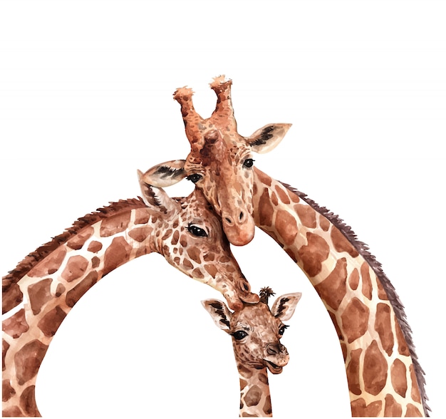 Vettore giraffa famiglia acquerello. giraffa bacio bambino. vernice giraffa.