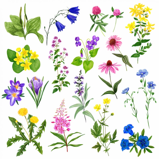 Vector watercolor field flowers set, wild herbs and plants