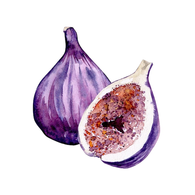 Watercolor fig fruit