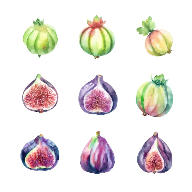 Vector watercolor fig and gooseberry set hand drawn illustration isolated on white background