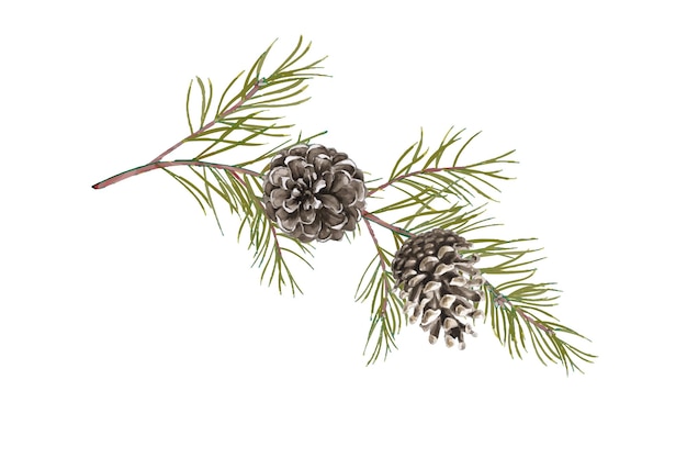 Premium Vector | Watercolor fir branch with pine cones