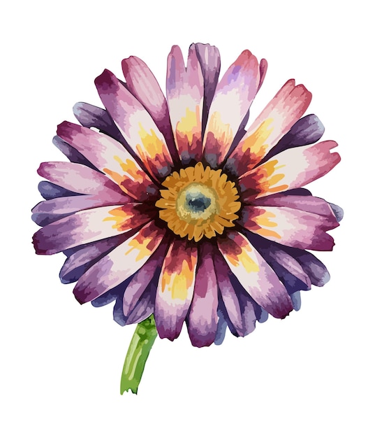 Watercolor floral arrangements with beautiful African Daisy flower Watercolor floral bouquet