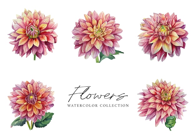 白い背景に分離された水彩画の花の花束