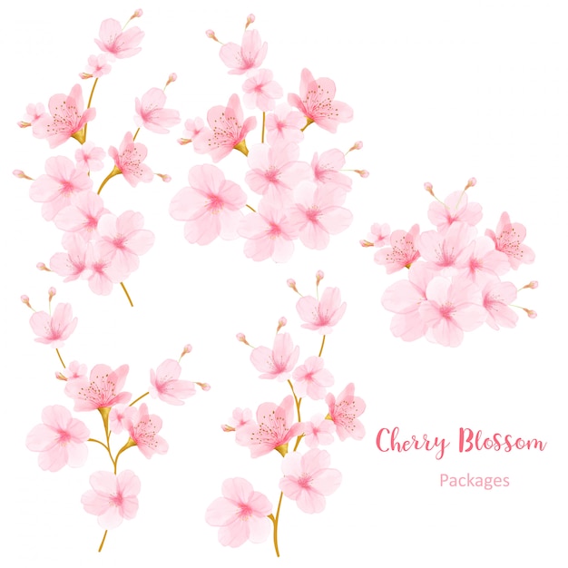 Vector watercolor floral cherry blossom frame vector