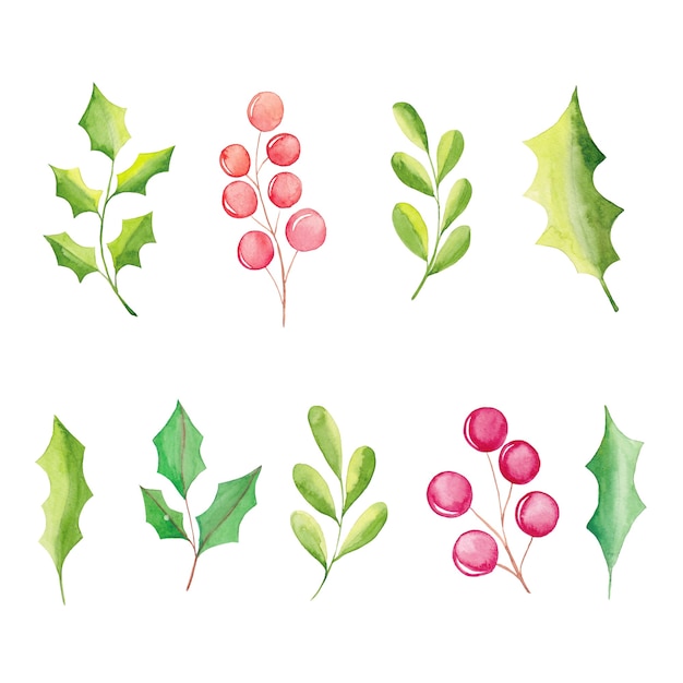 水彩花の要素、ポインセチアの花、ベリー、葉、モミの木の枝