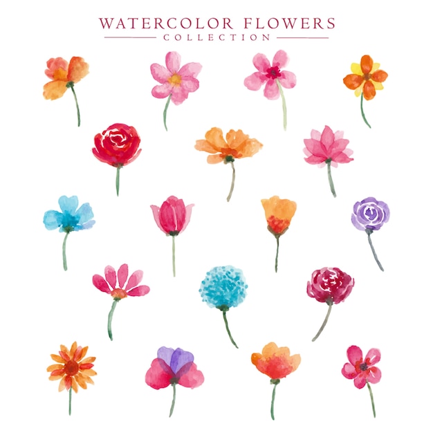 Watercolor Floral Flowers