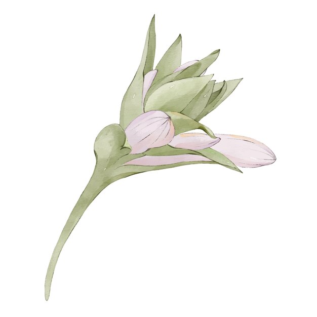 Vector watercolor floral illustration of hosta garden flower