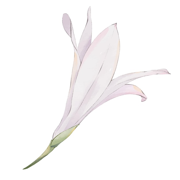 Vector watercolor floral illustration of hosta garden flower