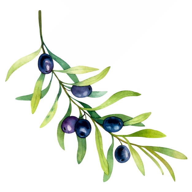 Watercolor floral illustration of long olive branch with black olives isolated on a white background