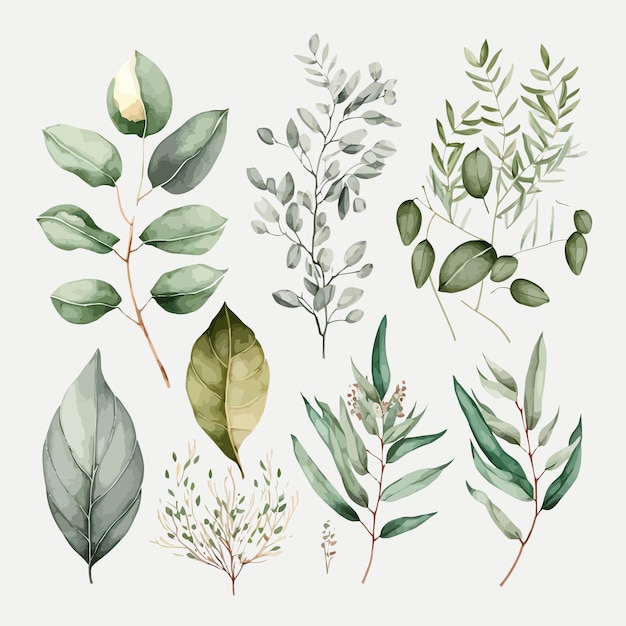 Watercolor floral illustration set green leaf branches collection Decorative elements template Flat cartoon illustration isolated on white background