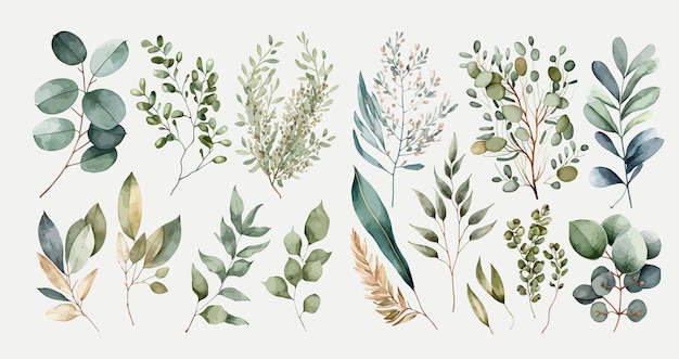 Вектор Акварель цветочная иллюстрация набор зеленых лиственных ветвей коллекция декоративные элементы
