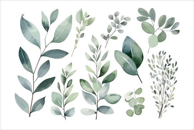 Vector watercolor floral illustration set green leaves green branches collection eucalyptus olive decorative flower elements template flat cartoon illustration isolated on white background