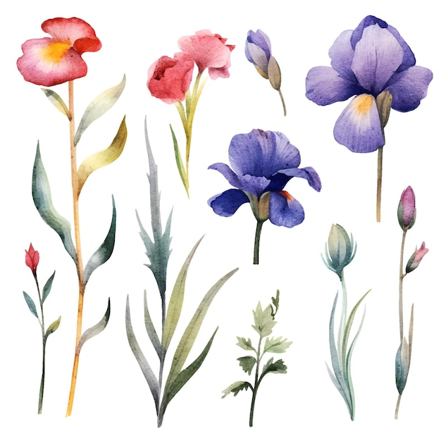 watercolor floral Iris botanical illustration