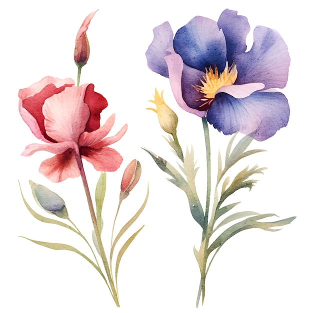 Watercolor floral iris botanical illustration