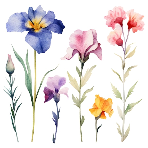 watercolor floral Iris botanical illustration