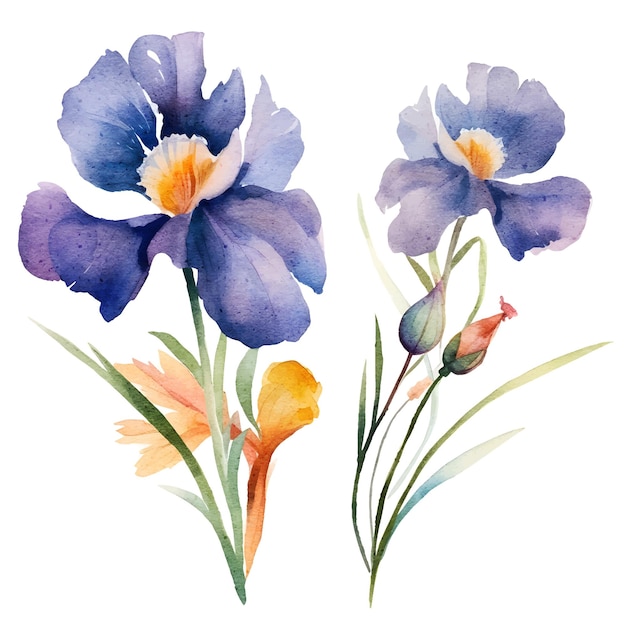 watercolor floral Iris botanical illustration