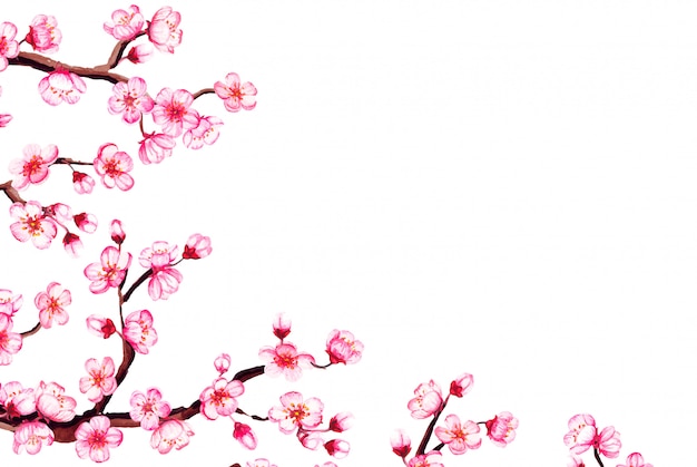 Vector watercolor  floral sakura frame. spring cherry blossom border, isolated on white.