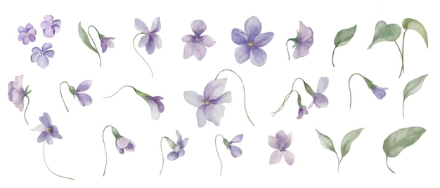 バイオレットの花を飾った水彩画セット 透明な背景に手描きのイラスト